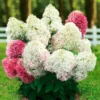 skaraina hortenzija hydrangea paniculata living royal flower
