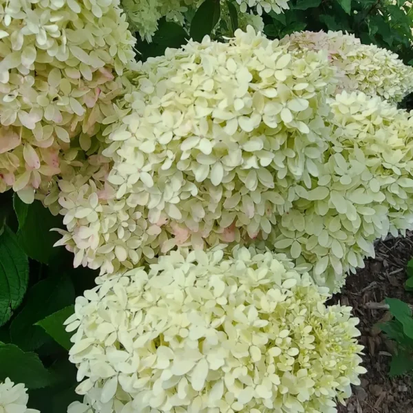skaraina hortenzija hydrangea paniculata living royal flower