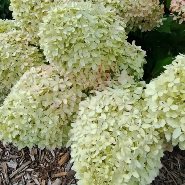 skaraina hortenzija hydrangea paniculata living royal flower
