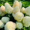 skaraina hortenzija hydrangea paniculata living sugar rush