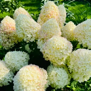 skaraina hortenzija hydrangea paniculata living sugar rush