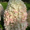 skaraina hortenzija hydrangea paniculata living sugar rush
