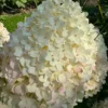 skaraina hortenzija hydrangea paniculata living sugar rush