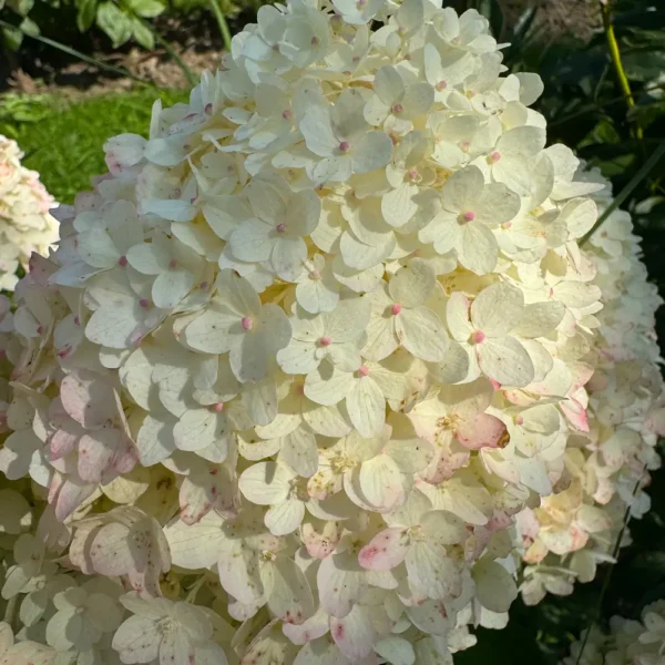 skaraina hortenzija hydrangea paniculata living sugar rush