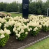 skaraina hortenzija hydrangea paniculata living sugar rush