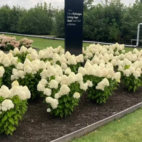 skaraina hortenzija hydrangea paniculata living sugar rush
