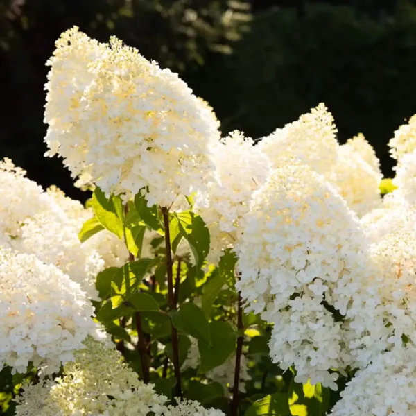 skaraina hortenzija hydrangea paniculata living sugar rush