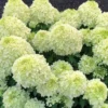 skaraina hortenzija hydrangea paniculata living summer breeze