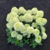 skaraina hortenzija hydrangea paniculata living summer breeze