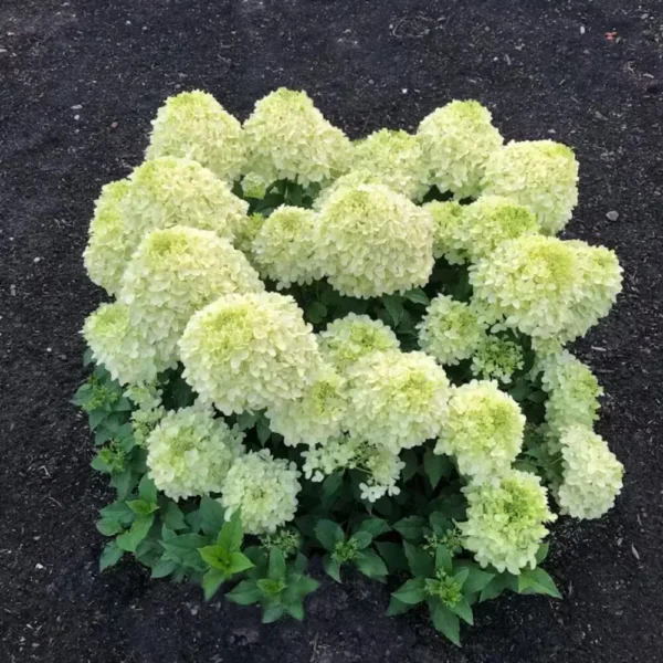 skaraina hortenzija hydrangea paniculata living summer breeze