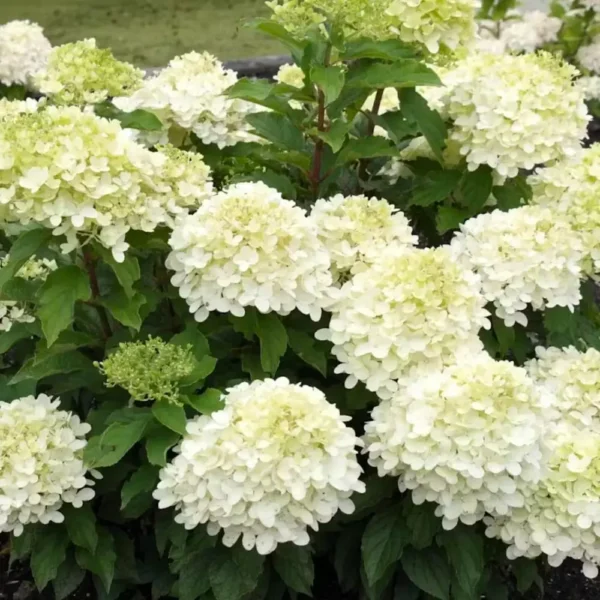 skaraina hortenzija hydrangea paniculata living summer breeze