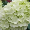 skaraina hortenzija hydrangea paniculata living summer breeze
