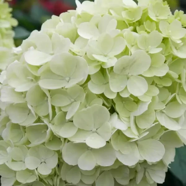 skaraina hortenzija hydrangea paniculata living summer breeze