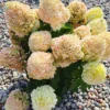 skaraina hortenzija hydrangea paniculata living summer snow