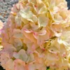 skaraina hortenzija hydrangea paniculata living summer snow
