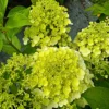 skaraina hortenzija hydrangea paniculata living summer snow