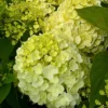 skaraina hortenzija hydrangea paniculata living summer snow