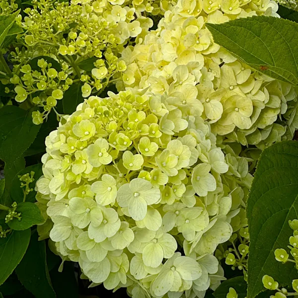skaraina hortenzija hydrangea paniculata living summer snow
