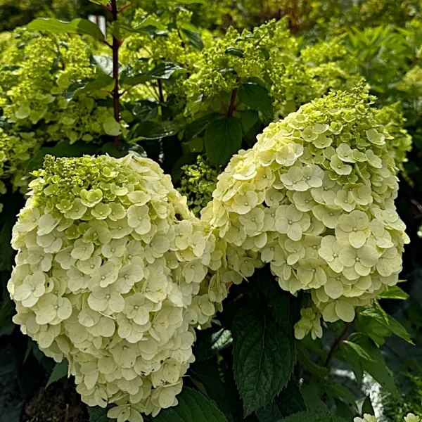 skaraina-hortenzija-hydrangea-paniculata-magical-andes-bokomagande-pbr-1 skaraina hortenzija hydrangea paniculata magical andes bokomagande pbr