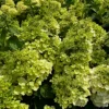 skaraina-hortenzija-hydrangea-paniculata-magical-andes-bokomagande-pbr-2 skaraina hortenzija hydrangea paniculata magical andes bokomagande pbr