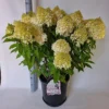 skaraina-hortenzija-hydrangea-paniculata-magical-andes-bokomagande-pbr-3 skaraina hortenzija hydrangea paniculata magical andes bokomagande pbr
