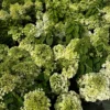 skaraina-hortenzija-hydrangea-paniculata-magical-andes-bokomagande-pbr-4 skaraina hortenzija hydrangea paniculata magical andes bokomagande pbr