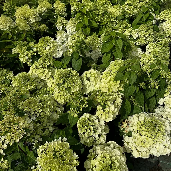 skaraina-hortenzija-hydrangea-paniculata-magical-andes-bokomagande-pbr-4 skaraina hortenzija hydrangea paniculata magical andes bokomagande pbr