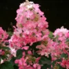 skaraina hortenzija hydrangea paniculata magical fire bokraplume PBR
