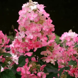 skaraina hortenzija hydrangea paniculata magical fire bokraplume PBR