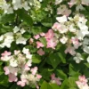 skaraina hortenzija hydrangea paniculata magical fire bokraplume PBR
