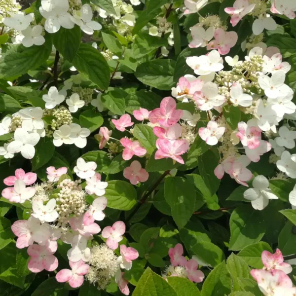 skaraina hortenzija hydrangea paniculata magical fire bokraplume PBR