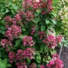 skaraina hortenzija hydrangea paniculata magical fire bokraplume PBR