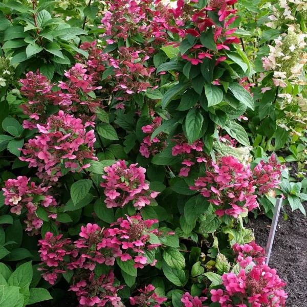 skaraina hortenzija hydrangea paniculata magical fire bokraplume PBR