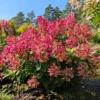 skaraina hortenzija hydrangea paniculata magical fire bokraplume PBR