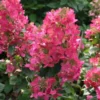 skaraina hortenzija hydrangea paniculata magical fire bokraplume PBR