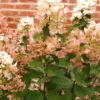 skaraina hortenzija hydrangea paniculata magical fire bokraplume PBR