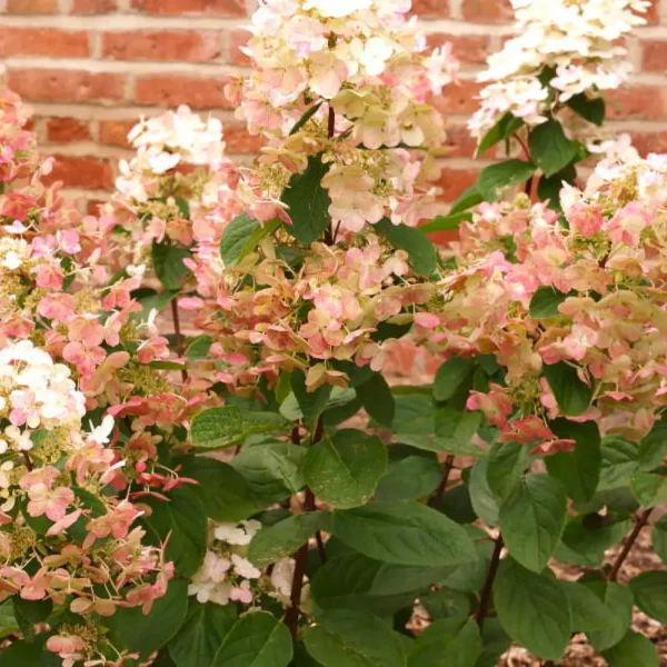 skaraina hortenzija hydrangea paniculata magical fire bokraplume PBR