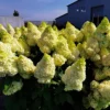 skaraina hortenzija hydrangea paniculata magical kilimanjaro