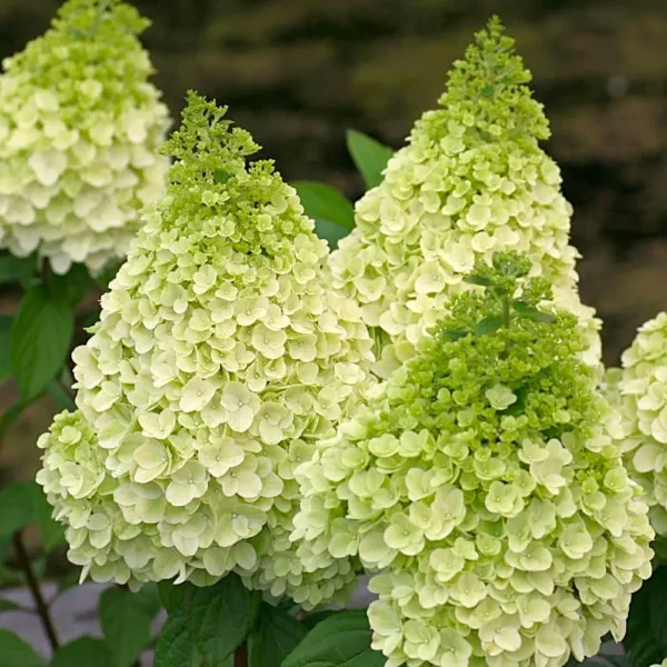 skaraina hortenzija hydrangea paniculata magical kilimanjaro