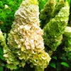 skaraina hortenzija hydrangea paniculata magical kilimanjaro