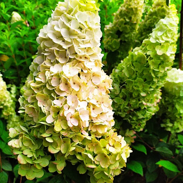skaraina hortenzija hydrangea paniculata magical kilimanjaro