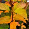 skaraina hortenzija hydrangea paniculata magical kilimanjaro