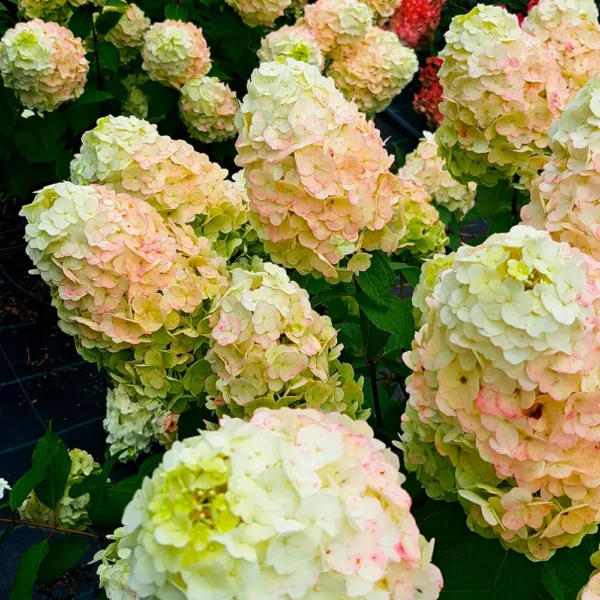 skaraina-hortenzija-hydrangea-paniculata-magical-mont-blanc-kolmamon-1 skaraina hortenzija hydrangea paniculata magical mont blanc kolmamon