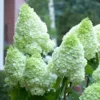 skaraina-hortenzija-hydrangea-paniculata-magical-moonlight-1 skaraina hortenzija hydrangea paniculata magical moonlight