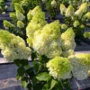 skaraina-hortenzija-hydrangea-paniculata-magical-moonlight-2 skaraina hortenzija hydrangea paniculata magical moonlight