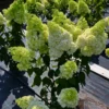 skaraina-hortenzija-hydrangea-paniculata-magical-moonlight-3 skaraina hortenzija hydrangea paniculata magical moonlight