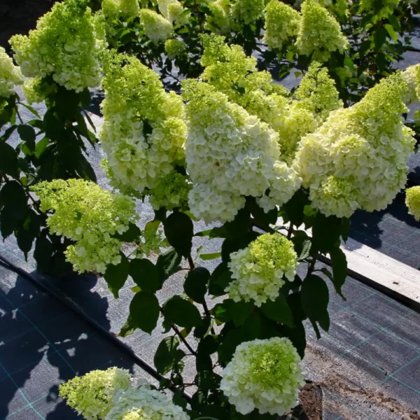 skaraina-hortenzija-hydrangea-paniculata-magical-moonlight-3 skaraina hortenzija hydrangea paniculata magical moonlight