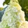 skaraina-hortenzija-hydrangea-paniculata-magical-moonlight-4 skaraina hortenzija hydrangea paniculata magical moonlight