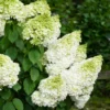 skaraina-hortenzija-hydrangea-paniculata-magical-moonlight-5 skaraina hortenzija hydrangea paniculata magical moonlight