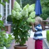 skaraina-hortenzija-hydrangea-paniculata-magical-moonlight-6 skaraina hortenzija hydrangea paniculata magical moonlight
